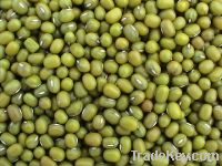 Sell Chinese Mung beans