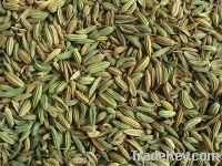 Sell Chinese Fennel Seeds
