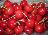 Sell fresh cherries