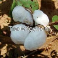 we sell raw organic cotton