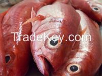 Sell Fresh / Frozen Red Snapper
