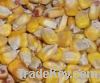 Maize | Maize Exporter | Corn Grain Seller | Maize Buyer | Bulk Maize Grain Importer | Corn bean Buyer | Corn bean Wholesaler | Corn Grain Manufacturer | Best Quality Corn Grain | Cheap Maize Supplier | Low Price Corn | Yellow Corn | White Cron | Baby Mai