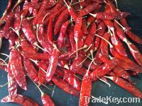 i am export red chilli