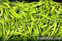 I AM EXPORT AND SUPPLY GREEN CHILLI