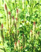 Feather Cockscomb Seed Extract