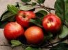 Fresh Fruits Apple