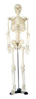 Sell Medium skeleton 85cm tall