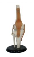Sell Life-size knee joint