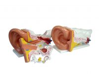 Sell New style giant ear model