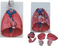 Sell Larynx, heart and lung model
