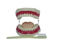 Sell The health care of mouth cavity (with tooth brush)