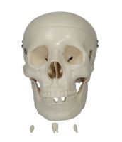 Sell Life-size skull
