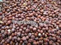 ORIGINAL Exports Radish Seeds