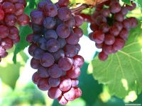 Sell Grape Seed Extract/ Polyphenol/ Grape Seed/ Grape Skin