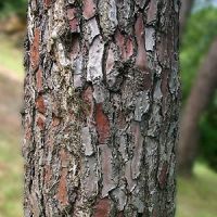 Sell Pine Bark Extract/ Proanthocyanidin/ Pine Bark