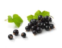 Sell Black Currant Extract/ Anthocyanin/ Black Currant