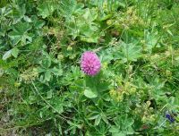 Red Clover Powder Extract