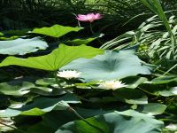 Pure Natual Lotus Leaf Extract /Nuciferine
