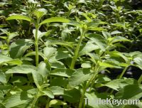 Pure Natural  Stevia Leaf Extract /stevioside, RA