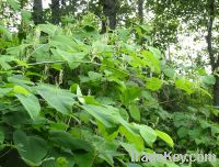 Pure Natural  Giant Knotweed Extract /Resveratrol
