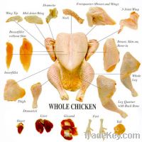 Sell Frozen Chicken and parts