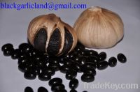 Sell black garlic softgels-balancing blood glucose