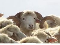sheep Tushuri Male w: 56-80 kg. Female:  45-55 kg. Lamb: 25-40 kg