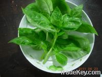 fresh sweet basil