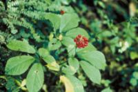 1 Acre Hawaiian Ginseng farm