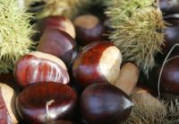 Sell organic roasted chestnut