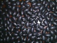 Sell black kidney beans