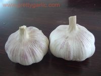 Sell chinese fresh garlic