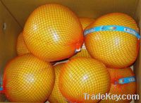 Sell chinese fresh Honey Pomelo crop 2011