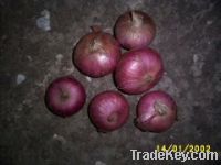 Sell chinese fresh red onion crop 2011