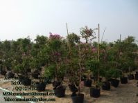 Sell export Bougainvillea, bonsai, ornamental, alocasia, lagerstroemia