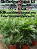 Sell rhapis excelsa, export palm tree, bonsai, cycas, shrub