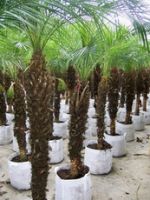 Sell phoenix roebelenii, export hyophorbe, palm, bonsai