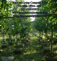 Sell Magnolia grandiflora, export mango, fruit tree, bonsai