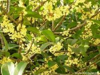 Sell Osmanthus fragrans, export acer, cassia, prunus