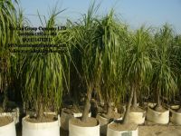 Sell phyllostachys bambusoides, export Nolina, Terminalia