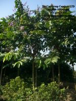 Sell pittosporum tobira, export landscape tree, phoenix, rhapis, bambu