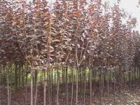 Sell prunus cerasifera, lagerstroemia, chorisia, Cercis, tabebuia