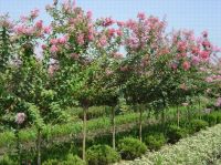 Sell lagerstroemia indica, pandanus, nolina, rhapis, phoenix, cycas