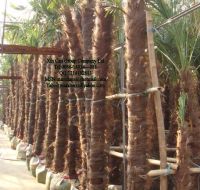 Sell tilia miqueliana, export Trachycarpus fortunei,