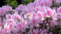 Sell rhododendron indica, export Zanthoxylum, lxora