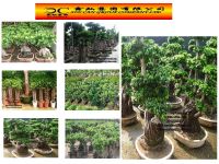 Sell ficus, export ficus bonsai, rhapis,