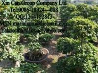 Sell Ficus lyrata, export ficus, bonsai, palm tree, garden