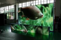 Sell full color indoor led display - P6