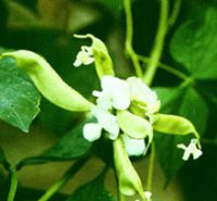 White Hyacinth Bean Extract