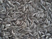 Sell sunflower seeds